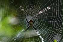 爬取电商平台用户数据牟利，被认定侵犯公民个人信息罪